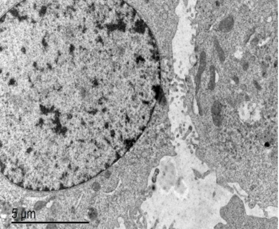 Cellular Ultra-Structure
